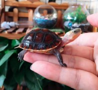 黄缘龟安缘龟（龟苗，亚