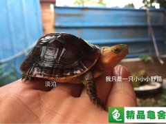 纯正皖南黄缘安缘出售纯