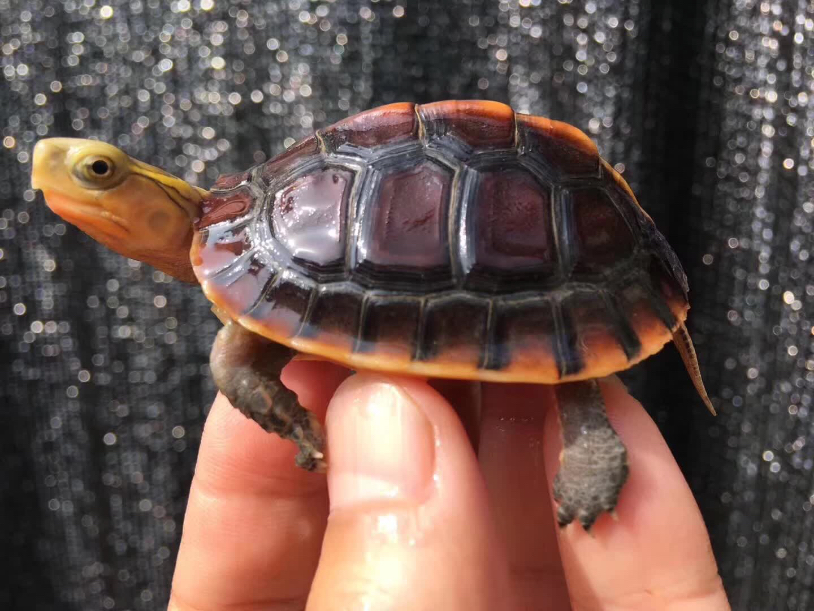 高背精品黄缘白菜价单只